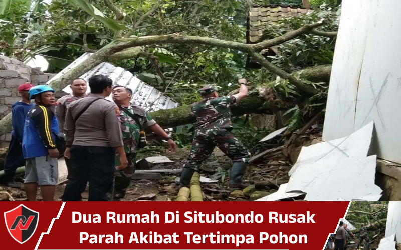 Dua Rumah Di Situbondo Rusak Parah Akibat Tertimpa Pohon