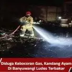 Diduga Kebocoran Gas, Kandang Ayam Di Banyuwangi Ludes Terbakar