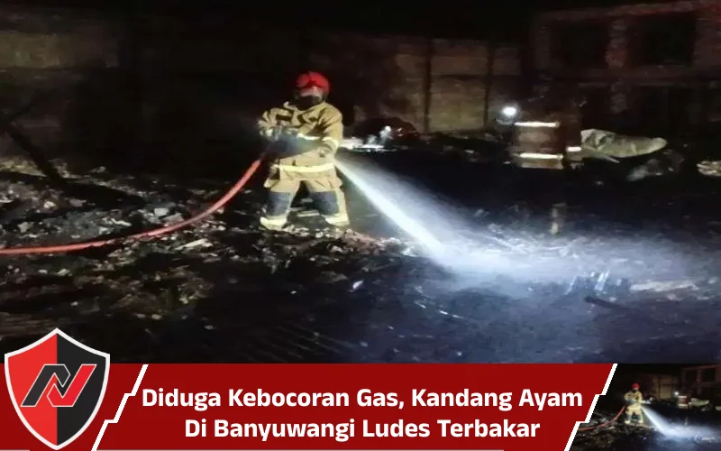 Diduga Kebocoran Gas, Kandang Ayam Di Banyuwangi Ludes Terbakar