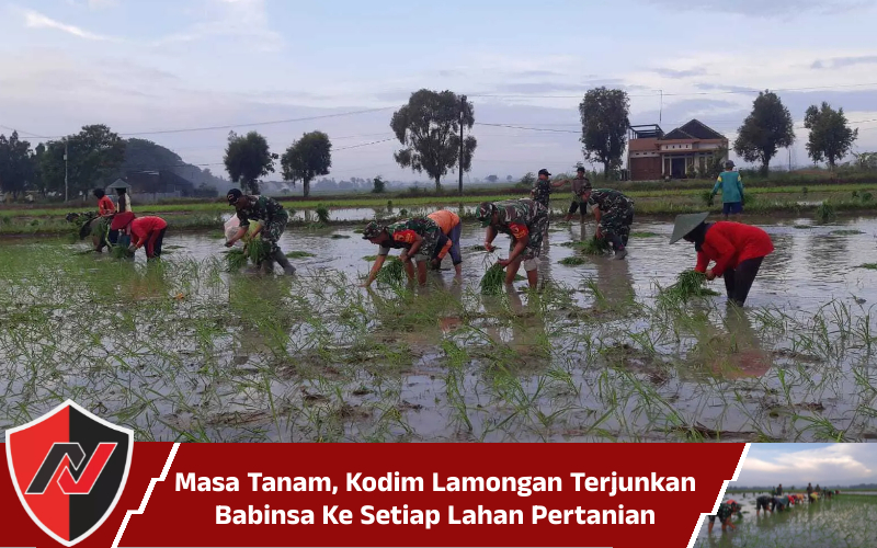 Masa Tanam, Kodim Lamongan Terjunkan Babinsa Ke Setiap Lahan Pertanian