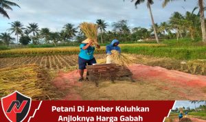 Petani Di Jember Keluhkan Anjloknya Harga Gabah