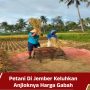 Petani Di Jember Keluhkan Anjloknya Harga Gabah