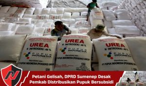 Petani Gelisah, DPRD Sumenep Desak Pemkab Distribusikan Pupuk Bersubsidi