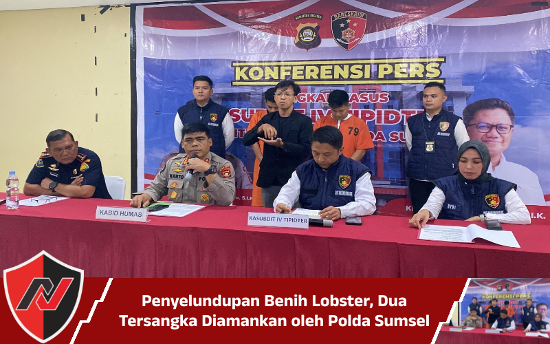 Penyelundupan Benih Lobster, Dua Tersangka Diamankan oleh Polda Sumsel