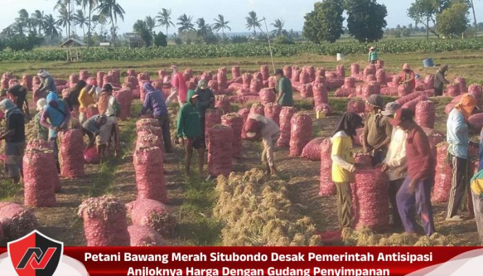 Petani Bawang Merah Situbondo Desak Pemerintah Antisipasi Anjloknya Harga Dengan Gudang Penyimpanan