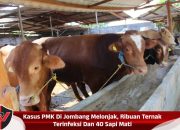 Kasus PMK Di Jombang Melonjak, Ribuan Ternak Terinfeksi Dan 40 Sapi Mati