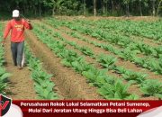 Perusahaan Rokok Lokal Selamatkan Petani Sumenep, Mulai Dari Jeratan Utang Hingga Bisa Beli Lahan