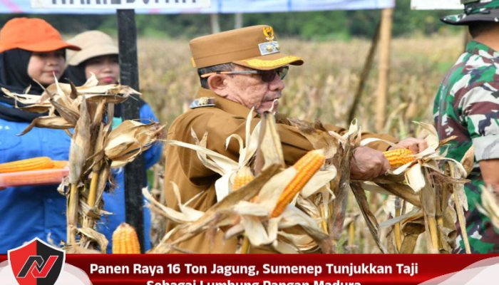 Panen Raya 16 Ton Jagung, Sumenep Tunjukkan Taji Sebagai Lumbung Pangan Madura