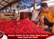 Pasokan Tembus 30 Ton, Harga Cabai Turun Di Pasar Induk Pare Kediri