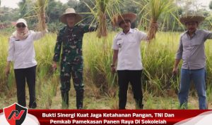 Bukti Sinergi Kuat Jaga Ketahanan Pangan, TNI Dan Pemkab Pamekasan Panen Raya Di Sokolelah