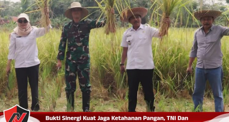 Bukti Sinergi Kuat Jaga Ketahanan Pangan, TNI Dan Pemkab Pamekasan Panen Raya Di Sokolelah