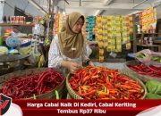 Harga Cabai Naik di Kediri, Cabai Keriting Tembus Rp37 Ribu