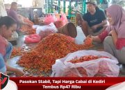 Pasokan Stabil, Tapi Harga Cabai di Kediri Tembus Rp47 Ribu