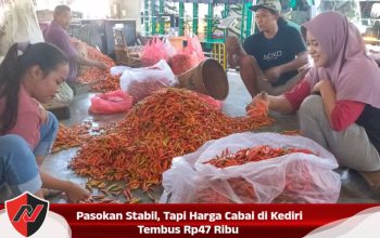 Pasokan Stabil, Tapi Harga Cabai di Kediri Tembus Rp47 Ribu