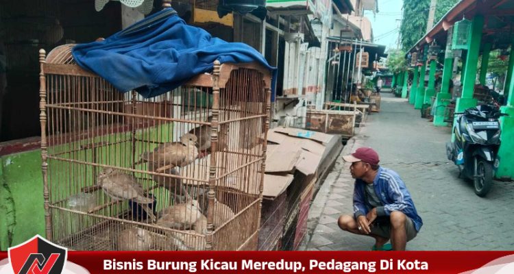 Bisnis Burung Kicau Meredup, Pedagang Di Kota Probolinggo Pilih Bertahan
