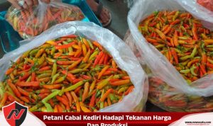Petani Cabai Kediri Hadapi Tekanan Harga Dan Produksi