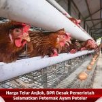 Harga Telur Anjlok, DPR Desak Pemerintah Selamatkan Peternak Ayam Petelur