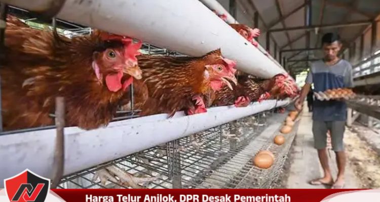 Harga Telur Anjlok, DPR Desak Pemerintah Selamatkan Peternak Ayam Petelur
