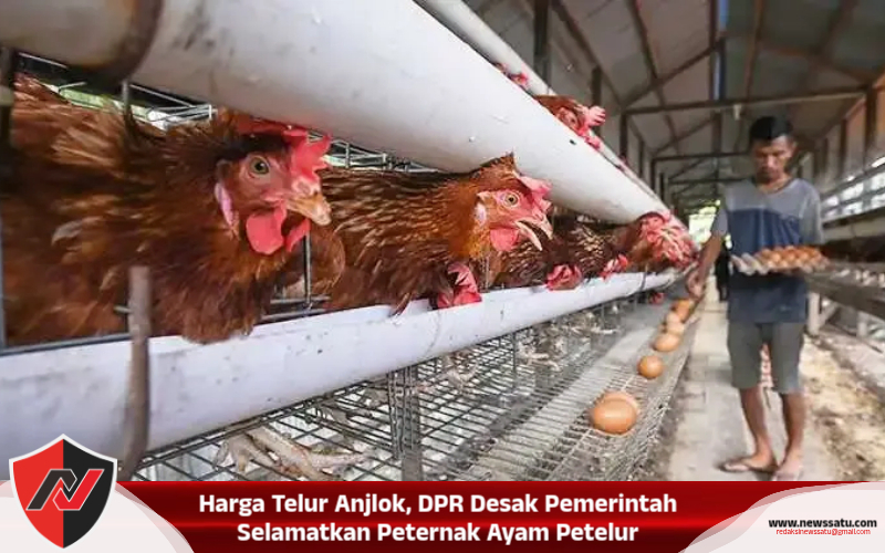 Harga Telur Anjlok, DPR Desak Pemerintah Selamatkan Peternak Ayam Petelur