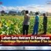 Lahan Satu Hektare Di Kanigaran Kota Probolinggo Diproyeksi Hasilkan 9 Ton Jagung