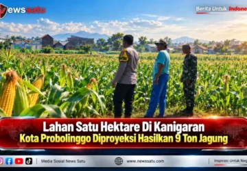 Lahan Satu Hektare Di Kanigaran Kota Probolinggo Diproyeksi Hasilkan 9 Ton Jagung