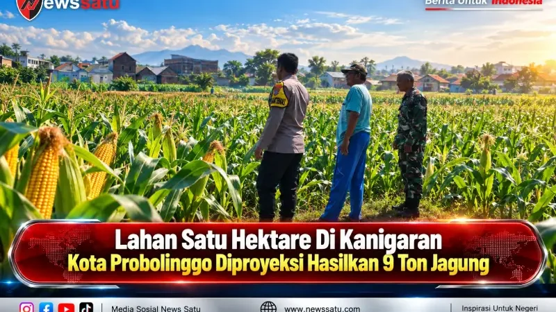 Lahan Satu Hektare Di Kanigaran Kota Probolinggo Diproyeksi Hasilkan 9 Ton Jagung