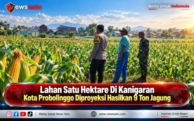 Lahan Satu Hektare Di Kanigaran Kota Probolinggo Diproyeksi Hasilkan 9 Ton Jagung
